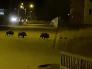 Aşkale’de Aç Kalan Domuzlar İlçe Merkezine İndi