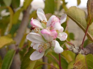 Elma Ağacı Aralık Ayında Çiçek Açtı