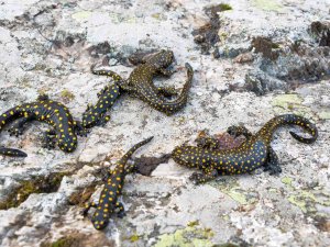 Bitlis’te Anadolu Benekli Semenderi Ailesi Görüntülendi