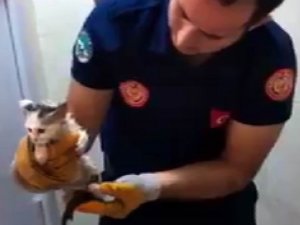 Tuvalete Sıkışan Kedi Kurtarıldı