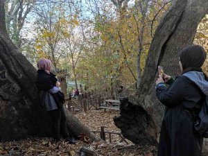 Batman’da Asırlık Çınar Ağaçlarının Yaprakları Doğal Stüdyo Oluşturdu