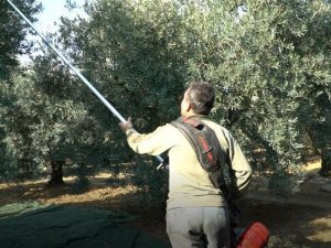 Zeytin Hasadı Mesaisi Sürüyor