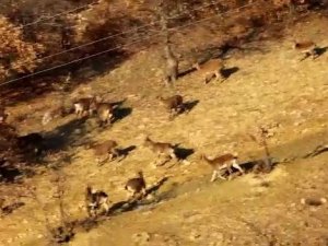 Elazığ’da Dağ Keçileri Sürü Halinde Görüntülendi