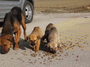 Sokak Hayvanları İçin Doğaya Yem Bıraktılar