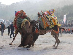 Koçarlı Arenasında 150 Deve Kıran Kırana Güreşti