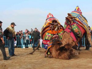 Alaşehir’de Deve Güreşlerine Büyük İlgi