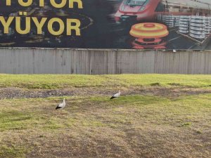 Göç Etmeyi Unutan Leylek Çifti Karabük’ü Mesken Tuttu