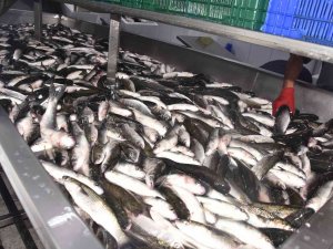 Dalyan Kefali Kilosu 50 Liradan Satılıyor