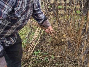 Kış Mevsiminin Vazgeçilmezi Yer Elmasının Hasadı Başladı