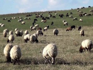 Muş’ta Sıcak Hava Besicilerin Yüzünü Güldürüyor