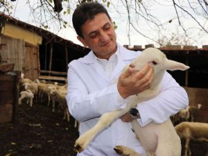 ’Yalova Kıvırcığı Koyunu’ Yetiştiricisinin Yüzünü Güldürüyor