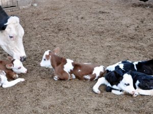 Siirt’te Üreticilere Düve Desteği