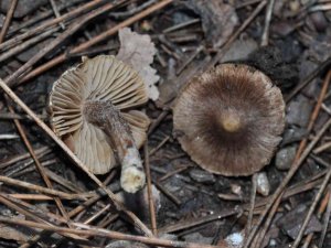 Kuşadası’nda Yetişen Yeni Bir Mantar Türü Daha Keşfedildi