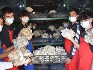 Lise Öğrencileri Ürettikleri İstiridye Mantarının İlk Hasadını Yaptı