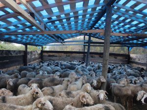 Sinop’ta Bir Gecede 50 Koyunu Araca Yükleyip Çaldılar