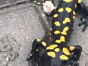 Adıyaman’da Sarı Benekli Semender Görüldü