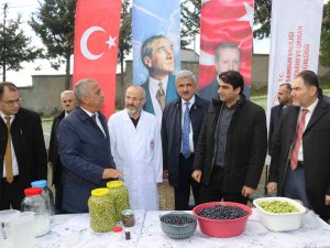 Samsun’da Zeytin Tarımı Tekrardan Canlanıyor