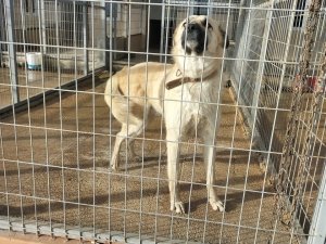 Çitlere Zarar Veren Köpeğini Sopayla Dövdü