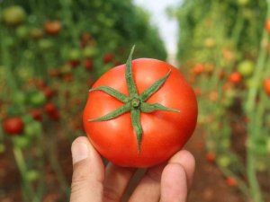 Örtü Altında Domates Hasadı Başladı: İ̇lk Ürünler Dünya Kupası Maçı Oynanan Katar’a