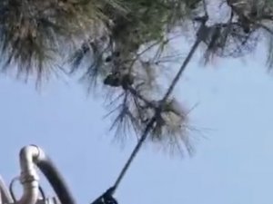 Dokuz Gündür Ağaçta Mahsur Kalan Kedinin Yardımına Kuşadası Belediyesi Koştu