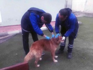 Menteşe Belediyesi Ekipleri Kayalıklarda Mahsur Kalan Köpeği Kurtardı