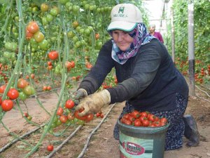 Örtü Altı Domateste İkinci Hasat Başladı
