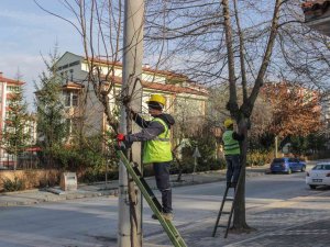 Mahallelerde Ağaç Budama Çalışmaları