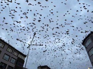 Tekirdağ’da Karga Sürüsü Gökyüzünü İstila Etti