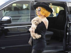 Lady Gaga’nın Köpeklerini Kaçıran Saldırgana 21 Yıl Hapis Cezası
