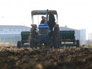 Yenişehir Belediyesi Atıl Araziyi Değerlendirerek Mercimek Ekti