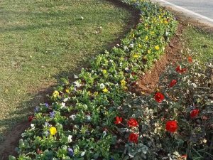 Düzce Çiçeklerle Güzelleşiyor