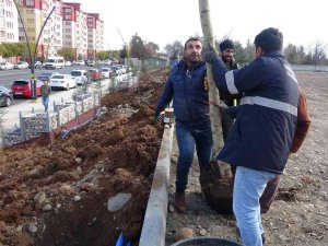 Bingöl Belediyesinden Hummalı Çalışma