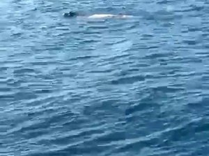 Hatay’da Akdeniz Foku Görüldü