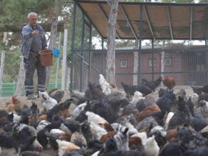 Belediye Tarafından Yetiştirilen Tavuk Ve Kazlar Etleri İhtiyaç Sahiplerine Verildi