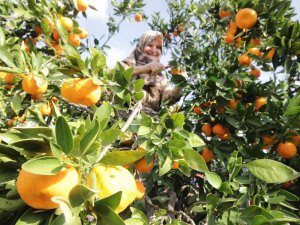 Havran Mandalinası’na 1915 Çanakkale Köprüsü Ve Kazdağları Tüneli Piyangosu