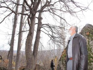 Türkiye’nin En Büyük Fındık Ağacı Giresun’da