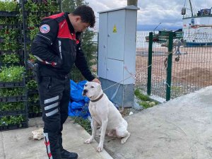 Yasaklı Irk Köpeğe Duygusal Veda: "Hoşça Kal Patron"