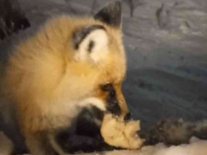Bakımevine Gelen Tilkiyi Her Gün Eliyle Besliyor