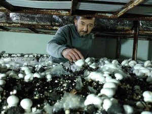 Köye Üretim Üssü Kurdu, Şehrin Mantar İhtiyacını Karşılıyor