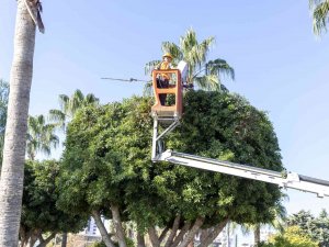 Mersin’de Ağaçlara Kış Bakımı