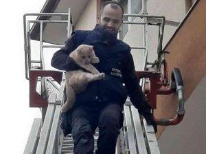 Balkonda Mahsur Kalan Kediyi İtfaiye Ekipleri Kurtardı