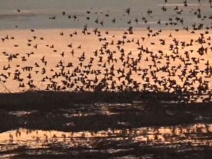 Beyşehir Gölü’nde Gün Batımında Sığırcıklardan Gökyüzünde Görsel Şölen