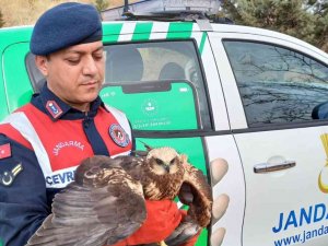 Bitkin Halde Bulunan Doğan Kuşu Koruma Altına Aldı