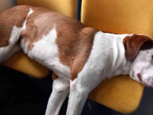 Tramvay Koltuğunda Uyuyan Sevimli Köpek