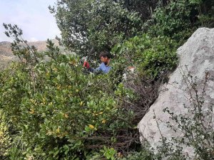 Ormanın Definesi "Defne" De Hasat Zamanı