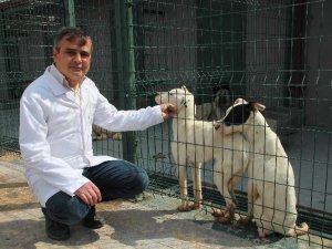 Bilecik’te 800 Kedi Ve 2 Bin Köpeği Kısırlaştırıp Çip Takıldı
