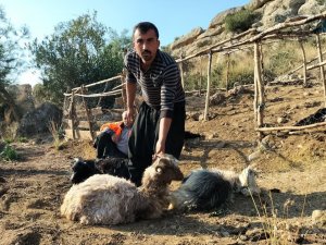 Ağıla Giren Sokak Köpekleri, 9 Keçiyi Telef Etti