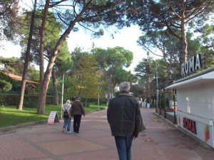 Balıkesir Ören Sahili’nde Kuruyan Ağaçlar Tedirgin Etti