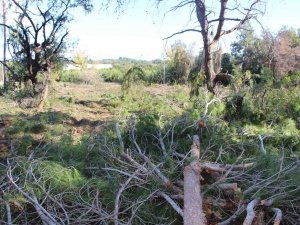Yeni Mezar Yeri Açmak İçin Ağaçları Kesip, Eski Mezarları Tahrip Ettiler