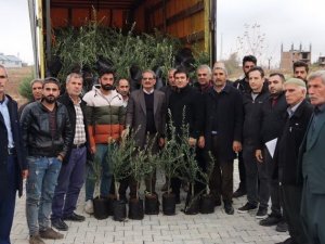 Sincik’te Çiftçilere Zeytin Fidanı Dağıtıldı
